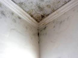 Best Emergency Mold Remediation  in Wyndmoor, PA