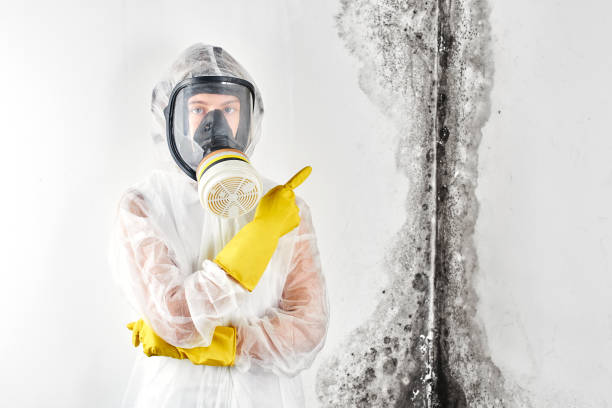 Best Comprehensive Air Testing for Mold Contaminants  in Wyndmoor, PA